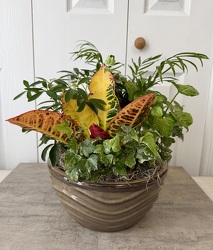 Ceramic Dish Garden 10 Inch from Aladdin's Floral in Idaho Falls